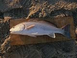 A Red Drum Caught While Surf Fishing on the Outer Banks
Photographic Poster Print, 24x18