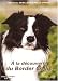 A la d�couverte du border collie