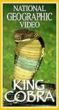 King Cobra