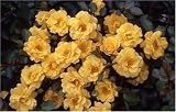 Golden '50th' Anniversary Rose