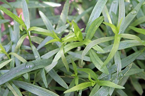 Hardy French Tarragon Plant - Artemisia - 3