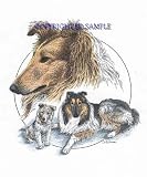 Collie - Trio Image by Cindy Farmer