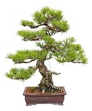 Japanese Black Pine Bonsai Tree - 48