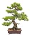 Japanese Black Pine Bonsai Tree - 18