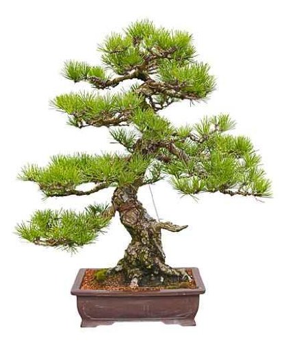 Japanese Black Pine Bonsai Tree - 48
