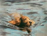 Swimming Dog - Drawing by Cindy Farmer