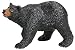 Black Bear