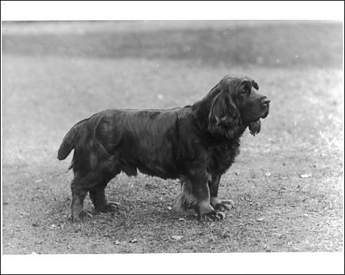 Photographic Prints of Fall/sussex Spaniel/1933 from Mary Evans
