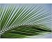10x8 Photograph (25x20cm) Close-up of palm leaf at Ko Samet Island by Robert Harding
