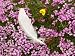 A Bird Feather Among Saxifrage Flowers on Edgeoya Island Photographic Poster Print, 2...