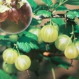 グーズベリー（すぐり）：ピクスウェル4～5号ポット