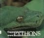 Pythons : Naturebooks Series
