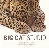 Big Cat Studio