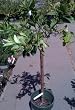 Cara Cara Pink Navel Orange Premium Five Gallon Tree by Monrovia Growers