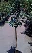 Anna Apple Tree Five Gallon Container--Mild Winter Variety