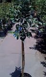 Anna Apple Tree Five Gallon Container--Mild Winter Variety