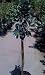 Anna Apple Tree Five Gallon Container--Mild Winter Variety