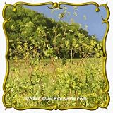 Yellow Pimpernel (Taenidia integerrima) Jumbo Wildflower Seed Packet - 40 Seeds