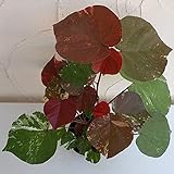 オオハマボウ：トリカラー4号ポット[ユウナ ハート型の斑入り葉が美しいハイビスカスの仲間]