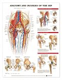 Anatomy and Injuries of the Hip Anatomical Chart Laminated