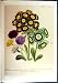 C1991 Ornamental Flowers Primrose Primula Auricula