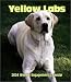 Yellow Labrador Retrievers Weekly 2004 Calendar