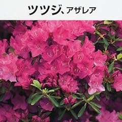 ツツジ、アザレア (NHK趣味の園芸よくわかる栽培12か月)