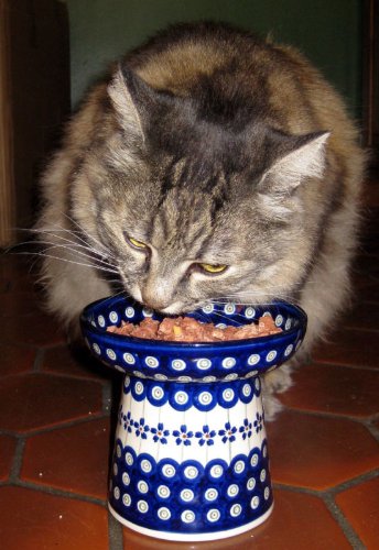 Polish Pottery Raised Food Dish or Water Bowl - Floral Peacock