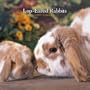 Lop-Eared Rabbits
