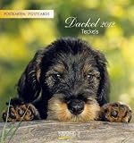 Dackel, Teckels 2012 Postkartenkalender