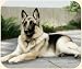 German Shepherd on Porch Mouse Pad