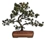 Brussel's Japanese Five Needle Pine Bonsai Tree