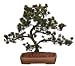 Brussel's Japanese Five Needle Pine Bonsai Tree