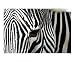 Zebra-01 Paint Animals Photographic Poster Print by Tracy L. Good, 10x8