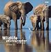 Wildlife Photographer of the Year Portfolio 12 (Wildlife Photographer Annual, 12)