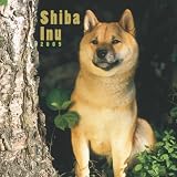 Shiba Inu 2009 Wall Calendar