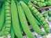 Laxton Progress #9 Garden Pea - 55 Seed Packet