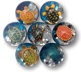 Turtle Bouncy Ball