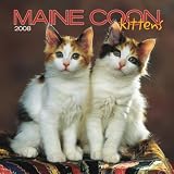 Maine Coon Cat Kittens 2008 Mini Wall Calendar