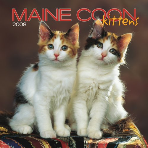Maine Coon Cat Kittens 2008 Mini Wall Calendar