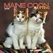 maine coon - Maine Coon Cat Kittens 2008 Mini Wall Calendar