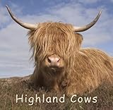 Highland cows