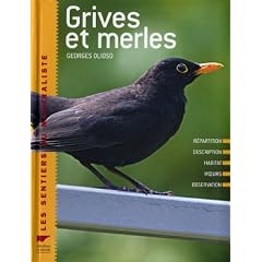 Grives et merles
