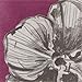 Madhouse by Michael Aram 24 Count Beverage Napkins, Black Orchid