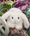 Bunnykin 6" Easter Plush Stuffed Animal Bunny Rabbit with Real Bunny Sound by Bearington