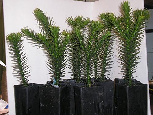 1 Monkey Puzzle Tree 6-10 Inch Ancient Rare Tree, 3 Years Old Bonsai Landscape