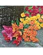 Floral Bright Bouquets (set of 6)