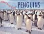 Penguins (Animals of the Oceans)
