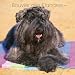 Bouvier Des Flandres 2007 Calendar