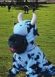BIRTHDAY W/ PUG IN COSTUMES